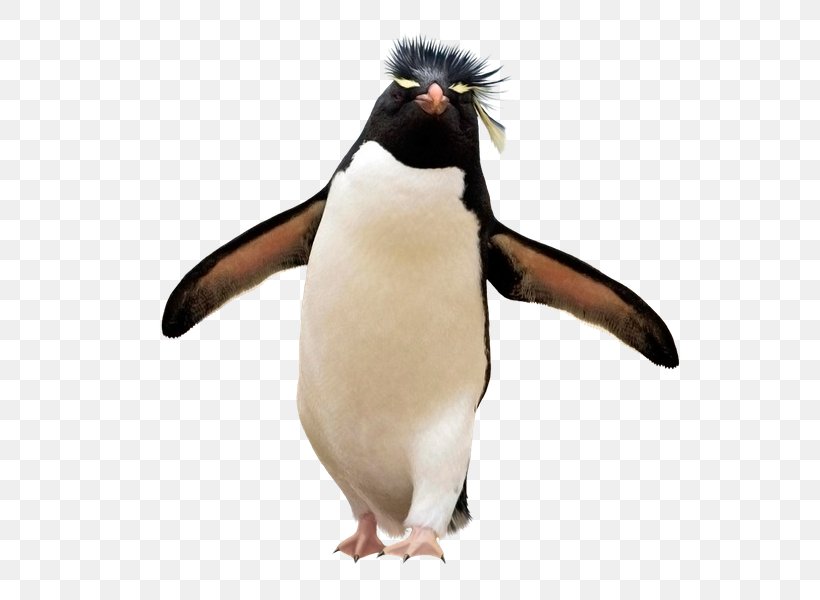 Southern Rockhopper Penguin Falkland Islands Yandex Search, PNG, 600x600px, Penguin, Animal, Beak, Bird, Carrot Download Free