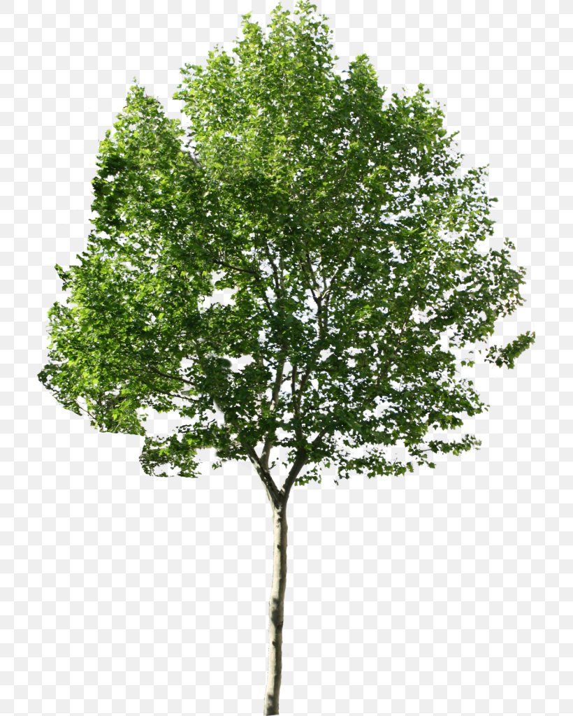 Tree Desktop Wallpaper, PNG, 713x1024px, Tree, Birch, Branch, Cottonwood, Plane Tree Family Download Free