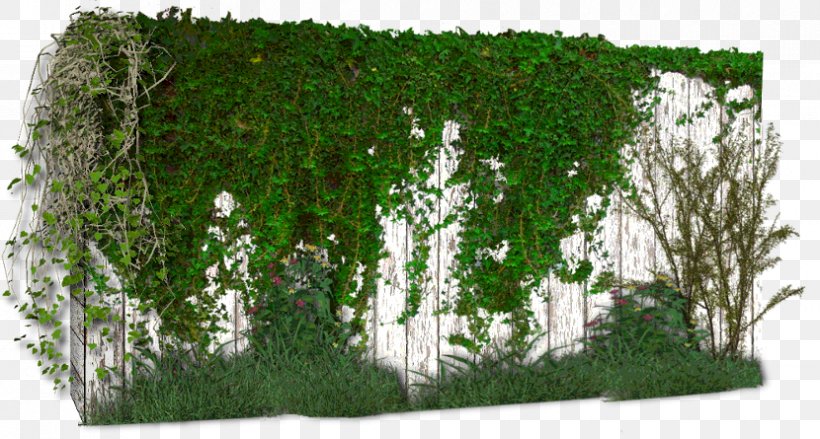 Vine Wall Plant PhotoScape Birch, PNG, 830x445px, Vine, Biome, Birch, Gimp, Grass Download Free