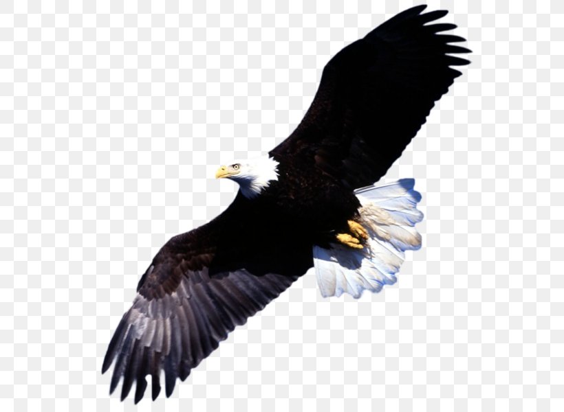 Bald Eagle Desktop Wallpaper Bird, PNG, 800x600px, Bald Eagle, Accipitriformes, Animal, Beak, Bird Download Free