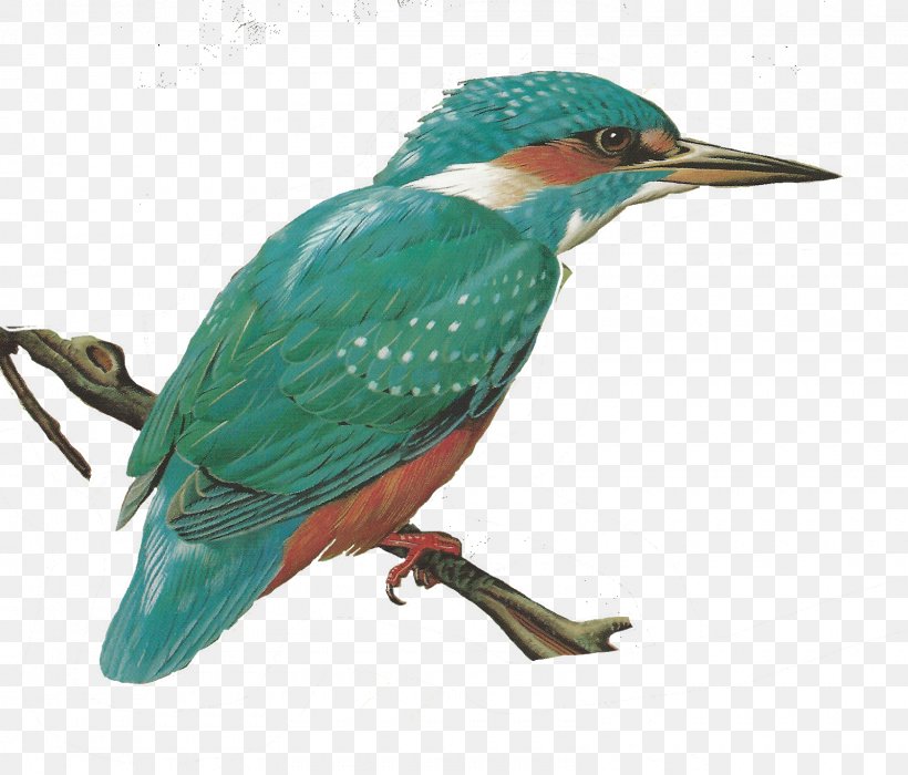 Common Kingfisher Bird Clip Art, PNG, 1600x1366px, Common Kingfisher, Andean Condor, Beak, Bird, California Condor Download Free