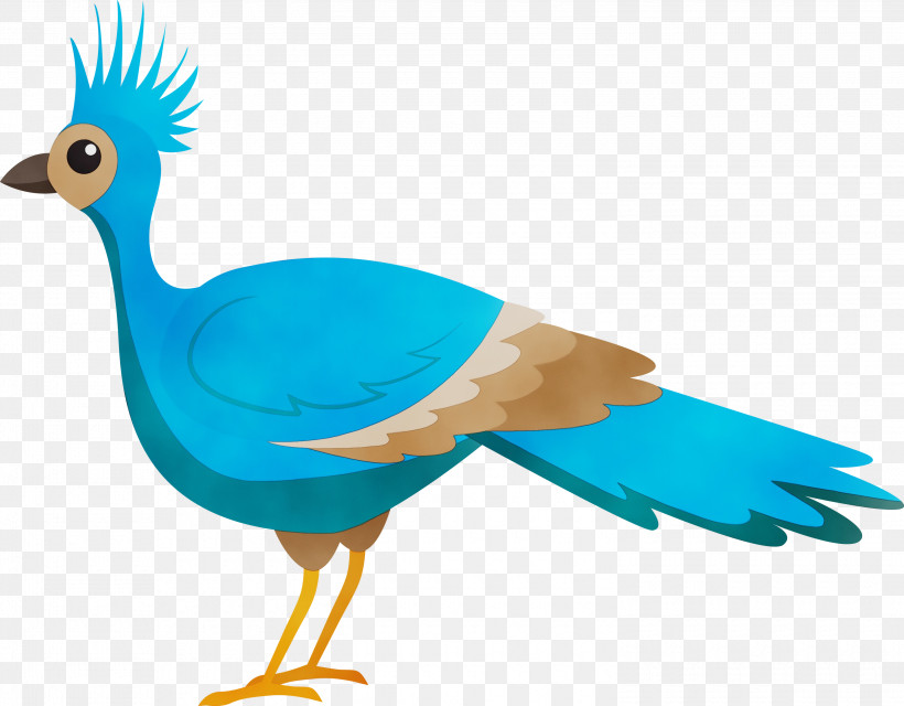 Feather, PNG, 3000x2342px, Bird Cartoon, Beak, Bird Of Prey, Birds, Chicken Download Free