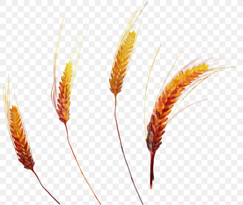 Feather, PNG, 800x692px, Watercolor, Feather, Grass Family, Paint, Plant Download Free