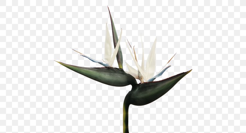 Agave Strelitzia Nicolai Bird Of Paradise Flower Flowering Plant, PNG, 570x444px, Agave, Arrowroots, Bird Of Paradise Flower, Birdofparadise Plants, Flower Download Free