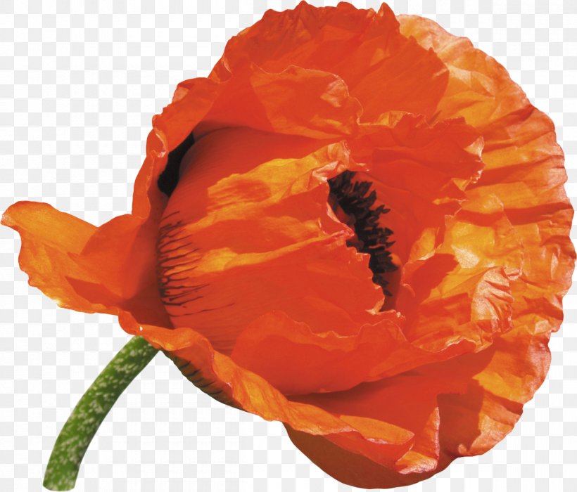 Common Poppy Opium Poppy Flower, PNG, 1200x1025px, Common Poppy, Flower, Flowering Plant, Opium Poppy, Orange Download Free