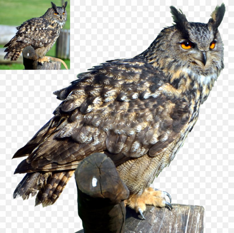 Great Horned Owl Bird Clip Art, PNG, 1024x1021px, Owl, Barn Owl, Barred Owl, Beak, Bird Download Free