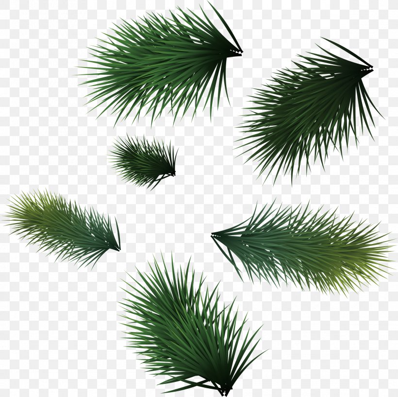 Christmas Leaf Icon, PNG, 2327x2321px, Pine, Arecaceae, Arecales, Borassus Flabellifer, Branch Download Free