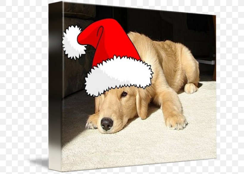 Golden Retriever Labrador Retriever Puppy Dog Breed Companion Dog, PNG, 650x586px, Golden Retriever, Breed, Carnivoran, Companion Dog, Crossbreed Download Free