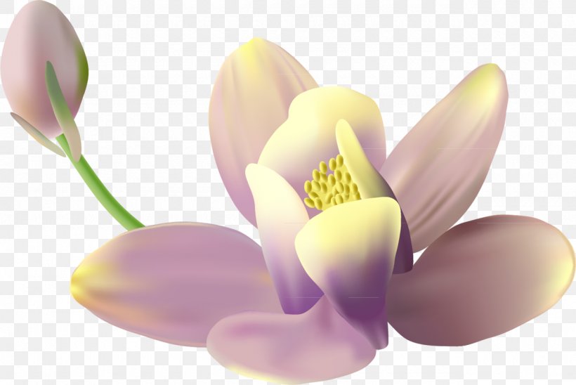 Lilac Download Clip Art, PNG, 1280x856px, Lilac, Archive File, Blossom, Color, Flower Download Free