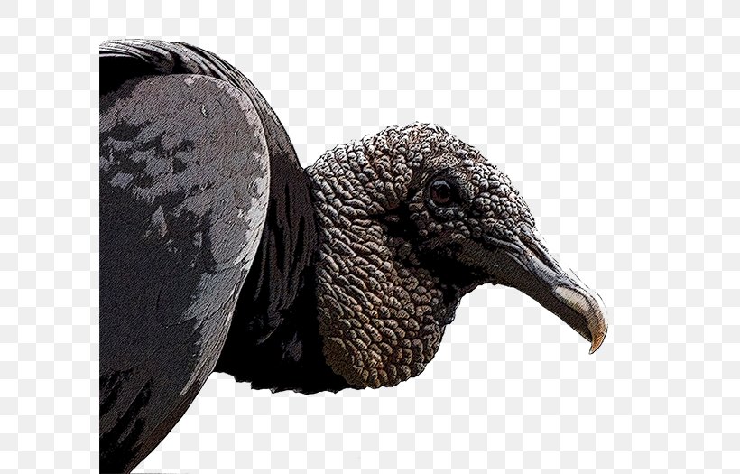 New World Vultures Black Vulture Old World Vulture Bird Beak, PNG, 600x525px, Watercolor, Cartoon, Flower, Frame, Heart Download Free