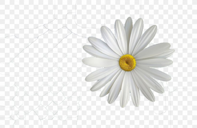 Dahlia Flower Common Daisy Clip Art, PNG, 1980x1289px, Dahlia, Black And White, Blog, Chrysanths, Common Daisy Download Free