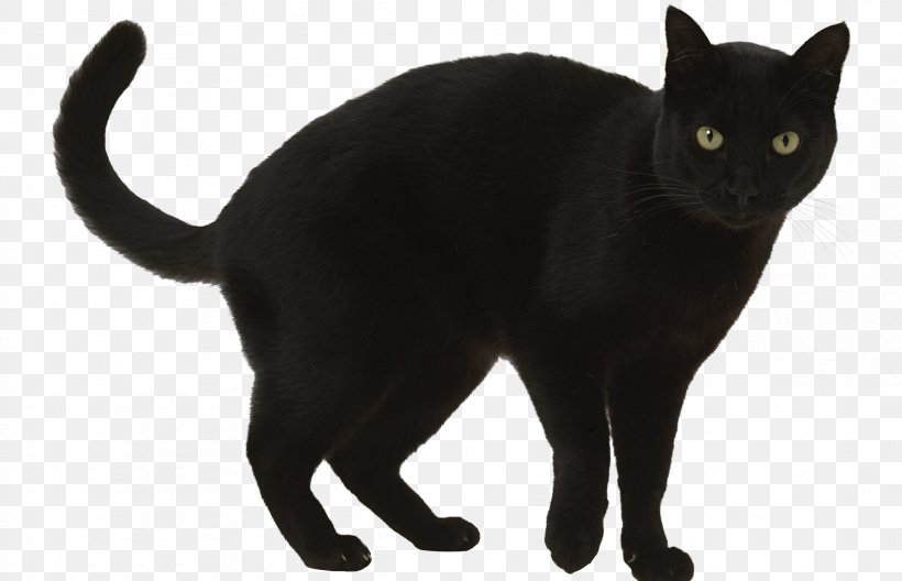 Black Cat Superstition A Wolf Called Romeo Clip Art, PNG, 2384x1536px, Cat, Animal, Animal Shelter, Asian, Black Download Free