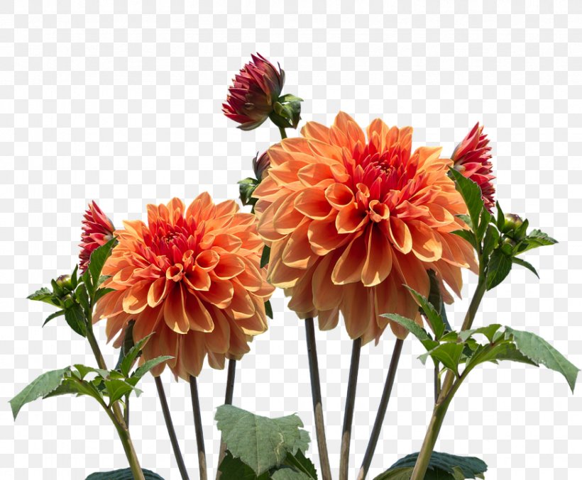 Dahlia Flower Orchids, PNG, 872x720px, Dahlia, Annual Plant, Blossom, Chrysanths, Cut Flowers Download Free