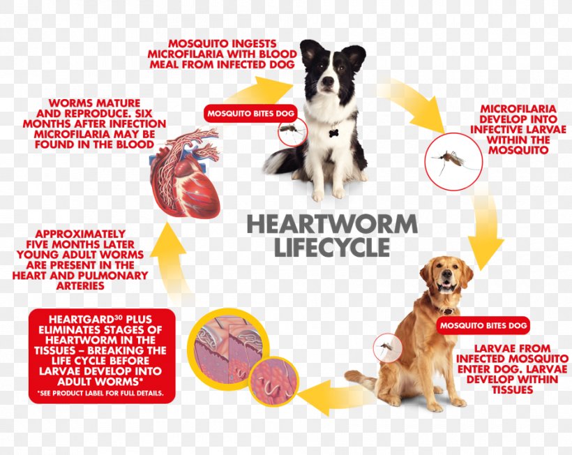 Dog Breed Heartworm Puppy Veterinarian, PNG, 940x748px, Dog Breed, Advertising, Biological Life Cycle, Carnivoran, Disease Download Free