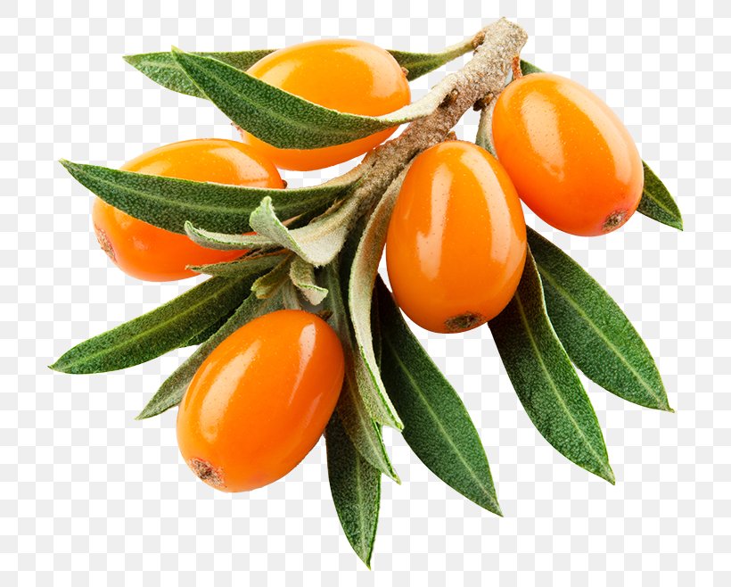 Orange Flower, PNG, 768x658px, Seaberry, Citrus, Clementine, Cream, Flower Download Free