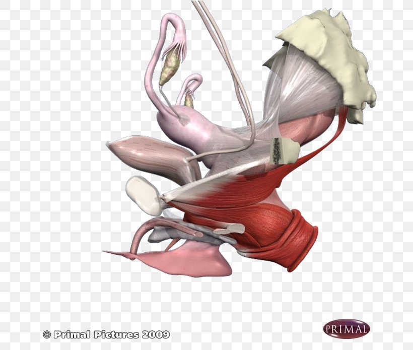 Pelvic Floor Dysfunction Physical Therapy Pelvis, PNG, 694x695px, Pelvic Floor, Arm, Clinic