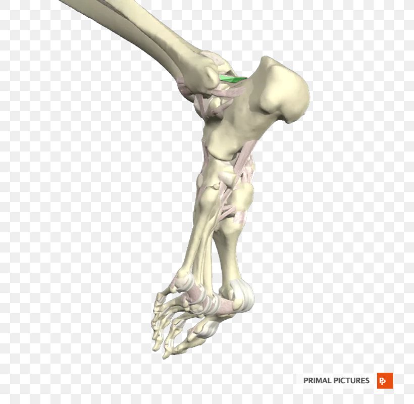 Posterior Talofibular Ligament Ankle Joint Anterior Talofibular Ligament, PNG, 800x800px, Ligament, Ankle, Anterior Talofibular Ligament, Arm, Classical Sculpture Download Free