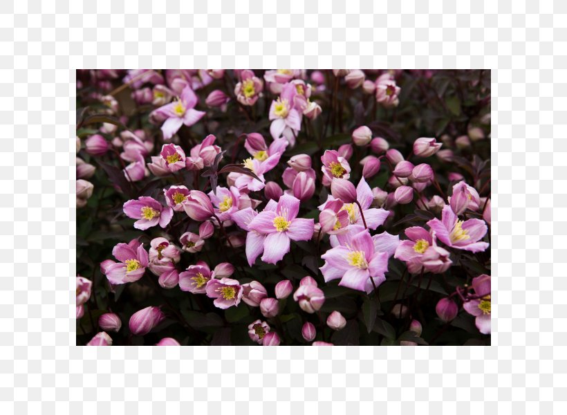 Anemone Clematis Clematis 'Fragrant Spring' Plant Vine Shrub, PNG, 600x600px, Plant, Alyssum, Annual Plant, Aubretia, Aubrieta Download Free