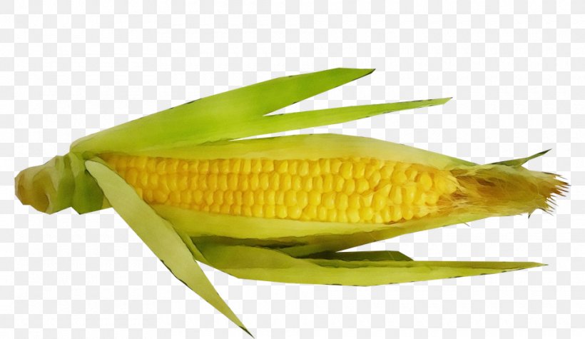 Corn On The Cob Sweet Corn Corn Yellow Fish, PNG, 960x557px, Watercolor, Corn, Corn On The Cob, Cuisine, Fish Download Free