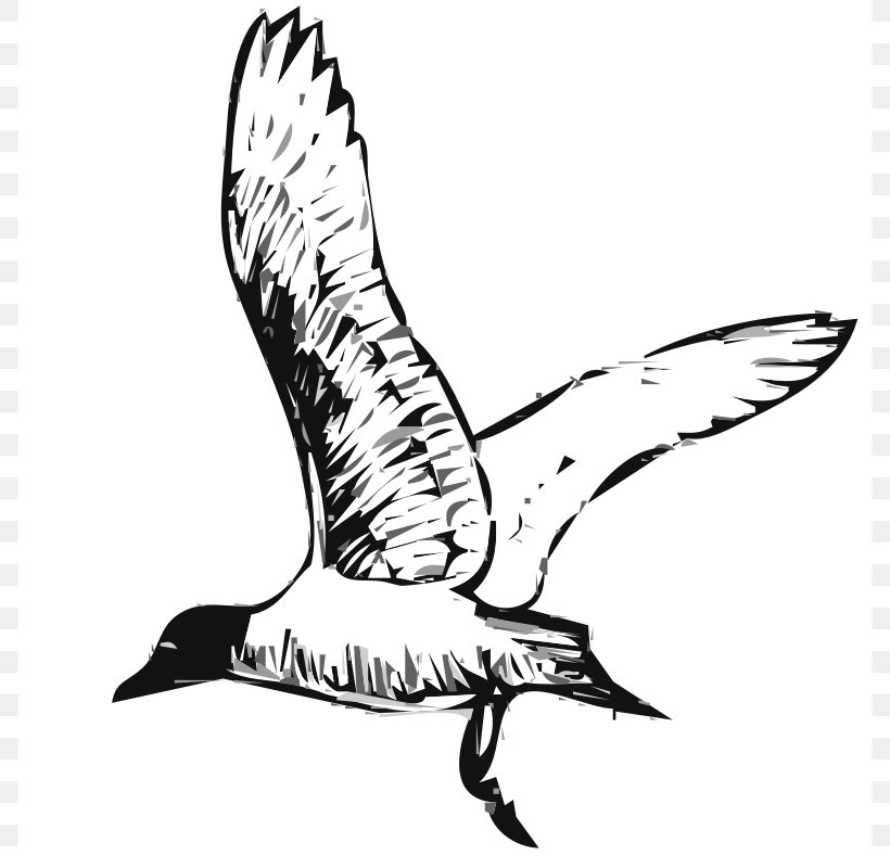Gulls Bird Clip Art, PNG, 800x800px, Gulls, Beak, Bird, Black And White, Blog Download Free