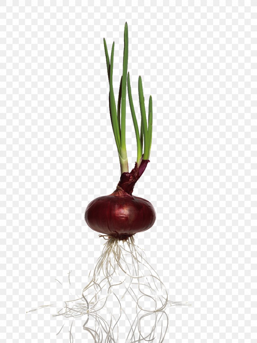 Red Onion Vegetable, PNG, 980x1307px, Onion, Allium, Cucumber, Food, Fruit Download Free