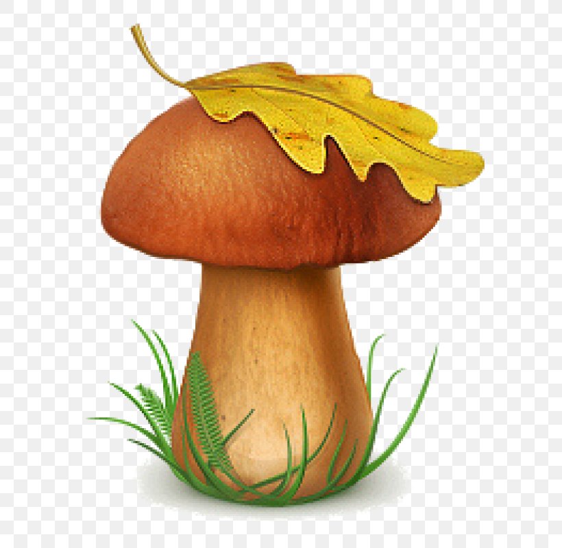 Snow Fungus Poisonous Mushroom Edible Mushroom, PNG, 800x800px, Fungus, Amanita, Boletus Edulis, Child, Edible Mushroom Download Free
