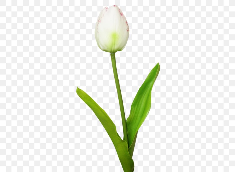 Tulip Cut Flowers Plant Stem Bud Petal, PNG, 800x600px, Tulip, Bud, Cut Flowers, Flower, Flowering Plant Download Free