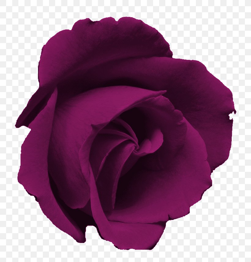 Blue Rose Blue Rose Flower Clip Art, PNG, 761x854px, Rose, Blue, Blue Rose, Cut Flowers, Flower Download Free