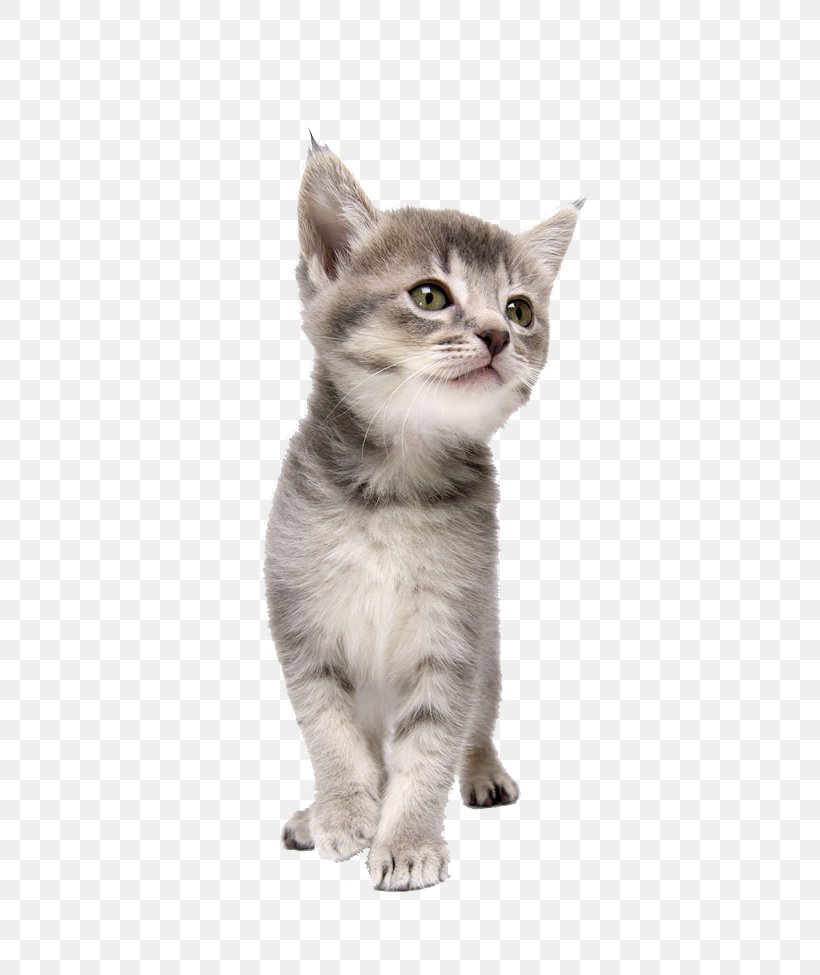 Cat CorelDRAW Dog Kitten Pet, PNG, 650x975px, Cat, Aegean Cat, American Shorthair, American Wirehair, Asian Download Free
