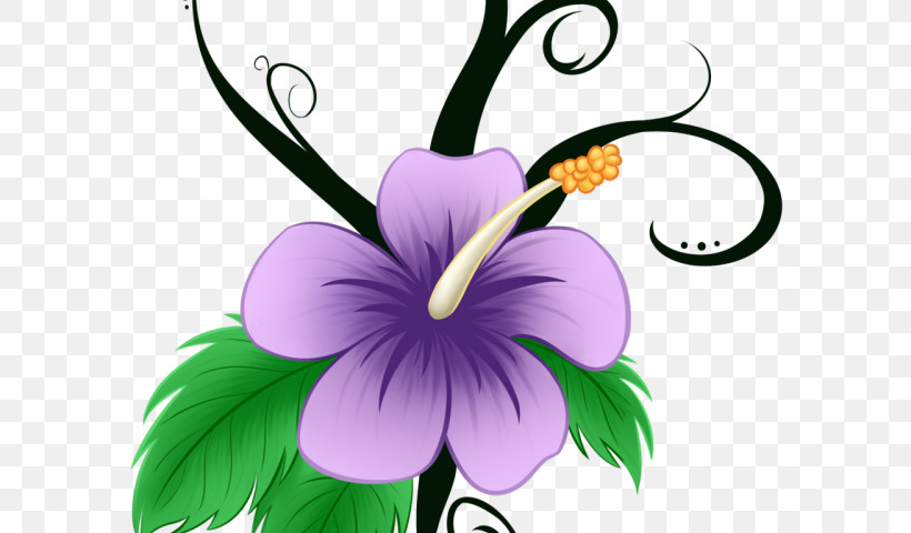 Flower Purple Petal Plant Violet, PNG, 640x480px, Flower, Cattleya, Hibiscus, Iris, Mallow Family Download Free