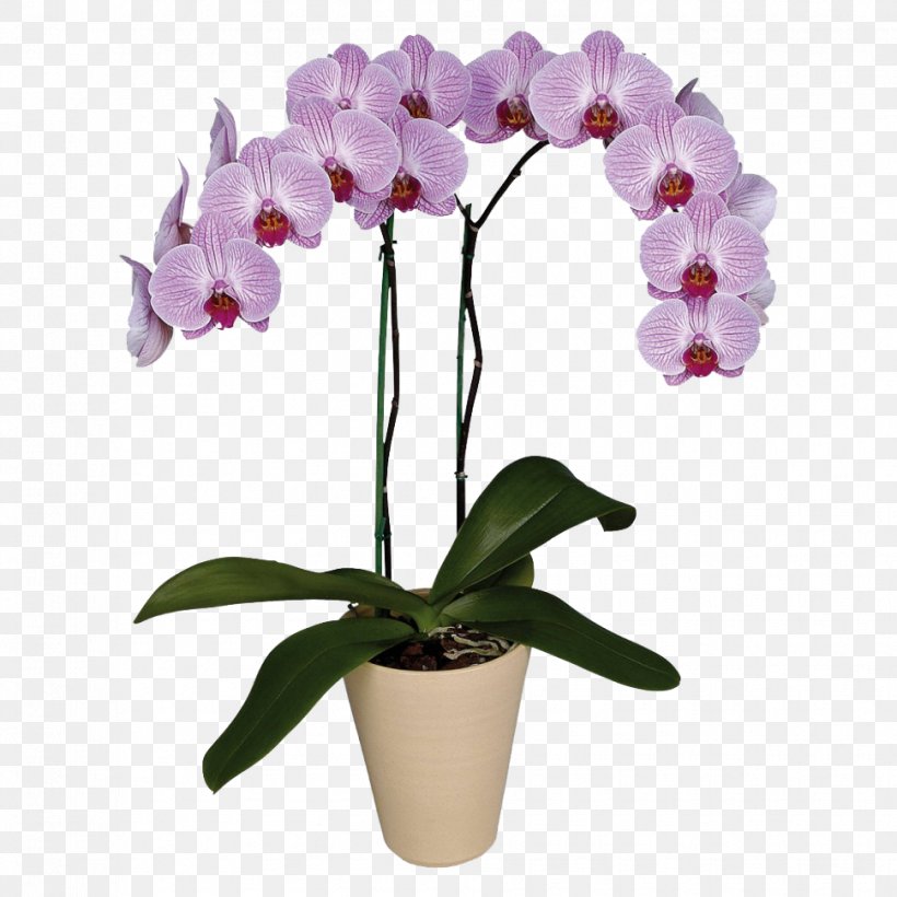 Moth Orchids Houseplant Flower Garden Roses, PNG, 970x970px, Moth Orchids, Artificial Flower, Blossom, Boat Orchid, Botany Download Free