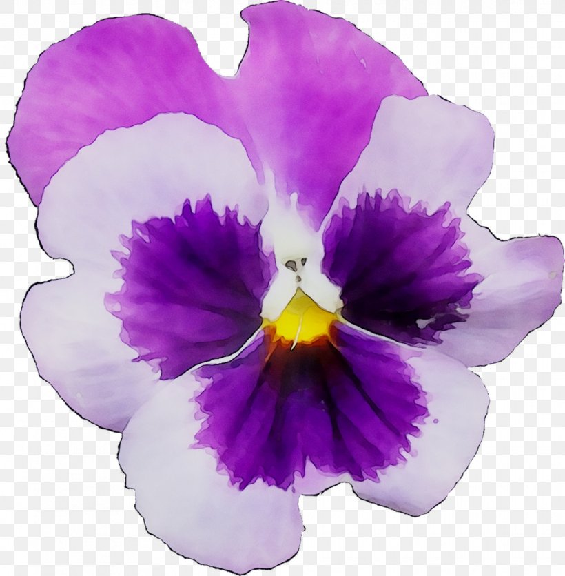 Pansy Cattleya Orchids, PNG, 1034x1055px, Pansy, Cattleya, Cattleya Orchids, Dendrobium, Flower Download Free