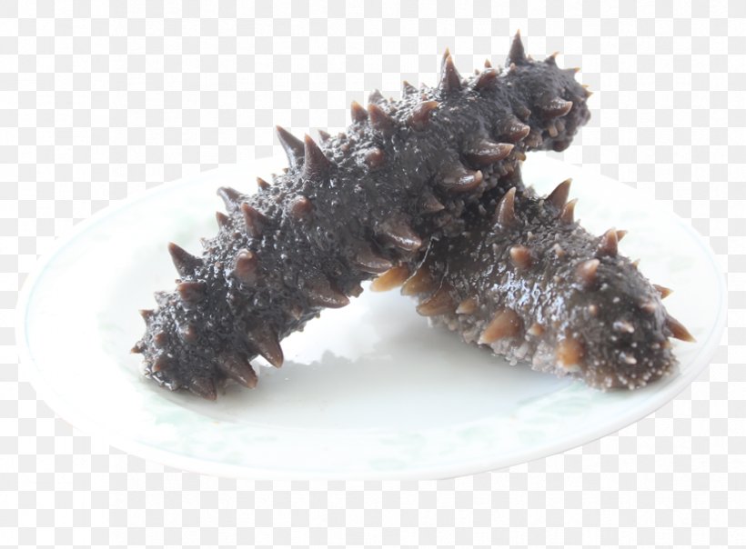 Sea Cucumber As Food Euclidean Vector, PNG, 827x610px, Sea Cucumber As Food, Cucumber, Food, Gratis, Information Download Free
