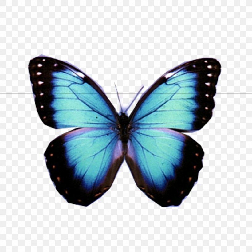 Butterfly Mariposa Traicionera Image Compression, PNG, 1024x1024px, Butterfly, Arthropod, Brush Footed Butterfly, Butterflies And Moths, Image Compression Download Free