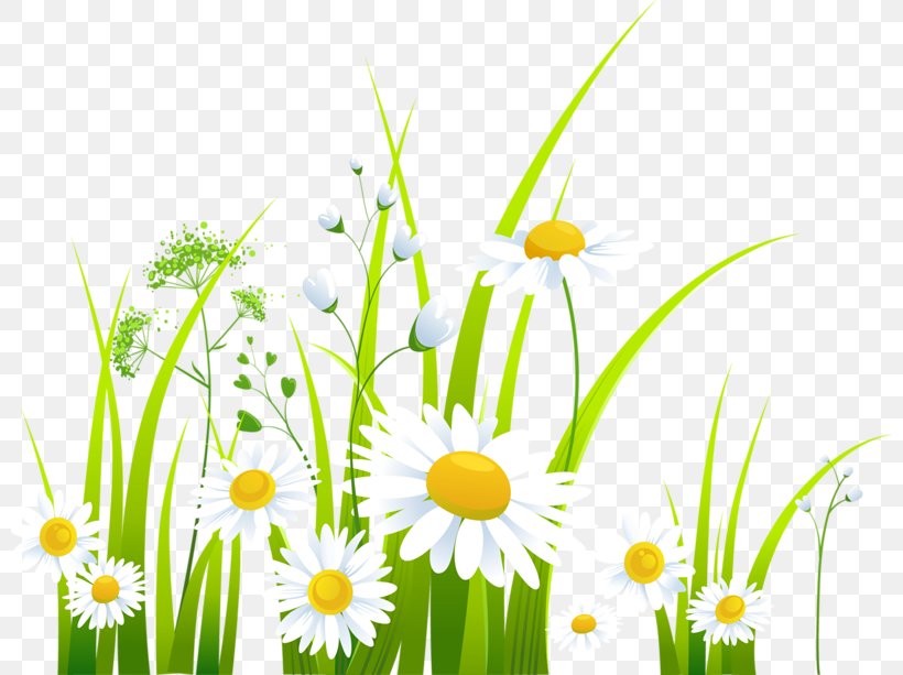 Clip Art, PNG, 800x613px, Scalable Vector Graphics, Chamaemelum Nobile, Commodity, Daisy, Daisy Family Download Free