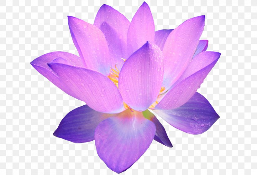 Lavender, PNG, 1462x1000px, Petal, Crocus, Flower, Flowering Plant, Lavender Download Free