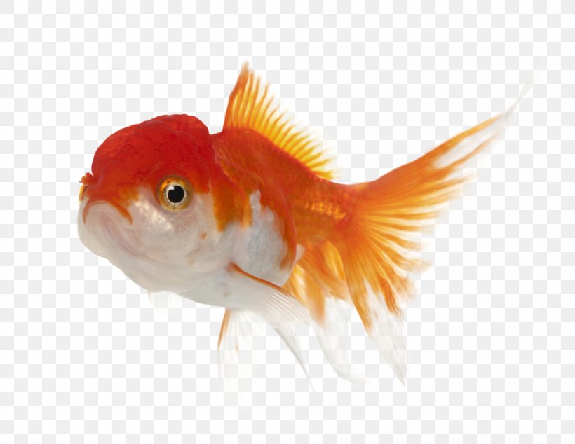 Lionhead Oranda Common Goldfish Koi, PNG, 1016x786px, Lionhead, Bony Fish, Cherry Barb, Common Goldfish, Crucian Carps Download Free