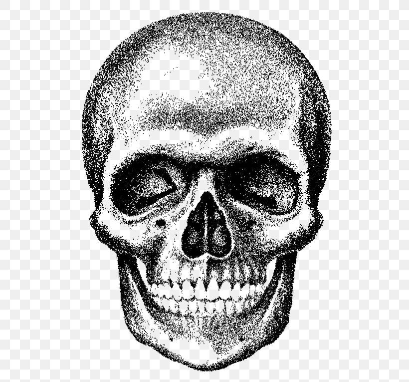 Skull Royalty-free, PNG, 568x765px, Skull, Black And White, Bone, Can Stock Photo, Depositphotos Download Free