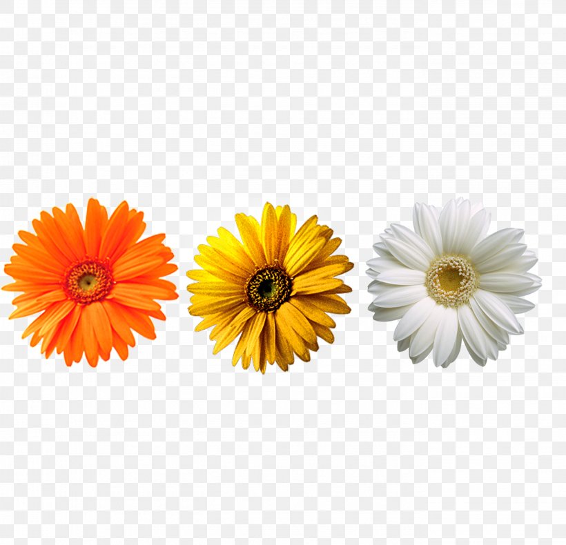 Chrysanthemum Yellow Flower Transvaal Daisy, PNG, 2753x2653px, Chrysanthemum, Calendula, Chrysanths, Color, Cut Flowers Download Free
