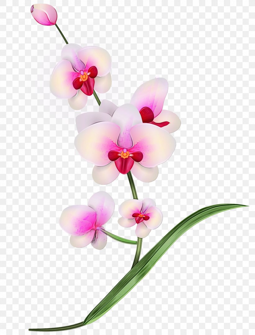 Flower Flowering Plant Moth Orchid Plant Petal, PNG, 1995x2626px, Watercolor, Flower, Flowering Plant, Moth Orchid, Orchid Download Free