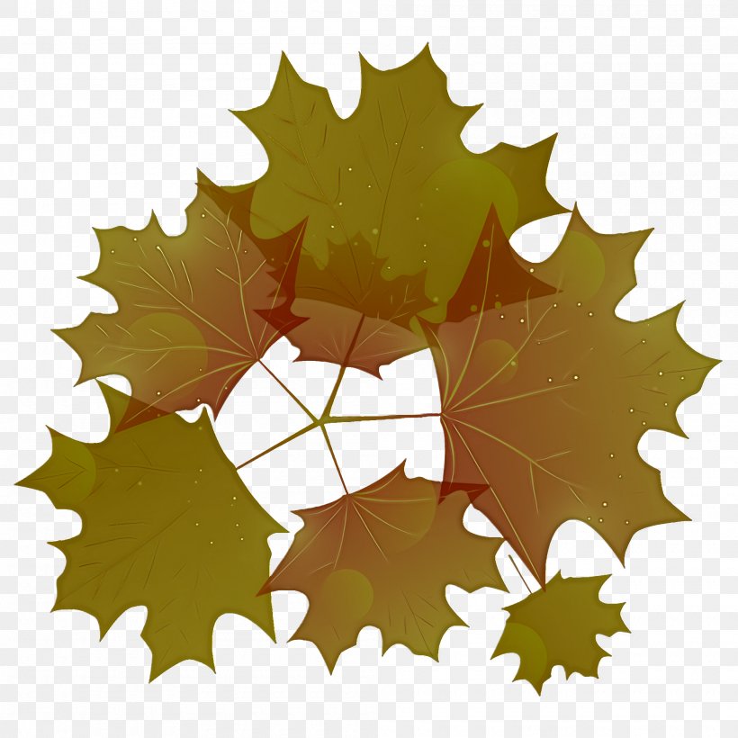 Maple Leaf, PNG, 2000x2000px, Leaf, Black Maple, Grape Leaves, Holly, Maple Leaf Download Free