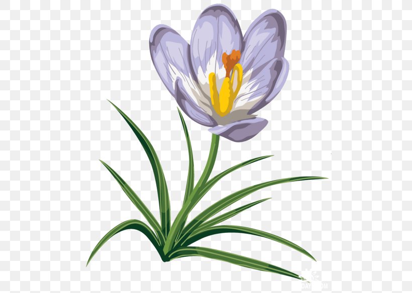 Snowdrop Flower Clip Art, PNG, 500x584px, Snowdrop, Crocus, Flora, Flower, Flowering Plant Download Free
