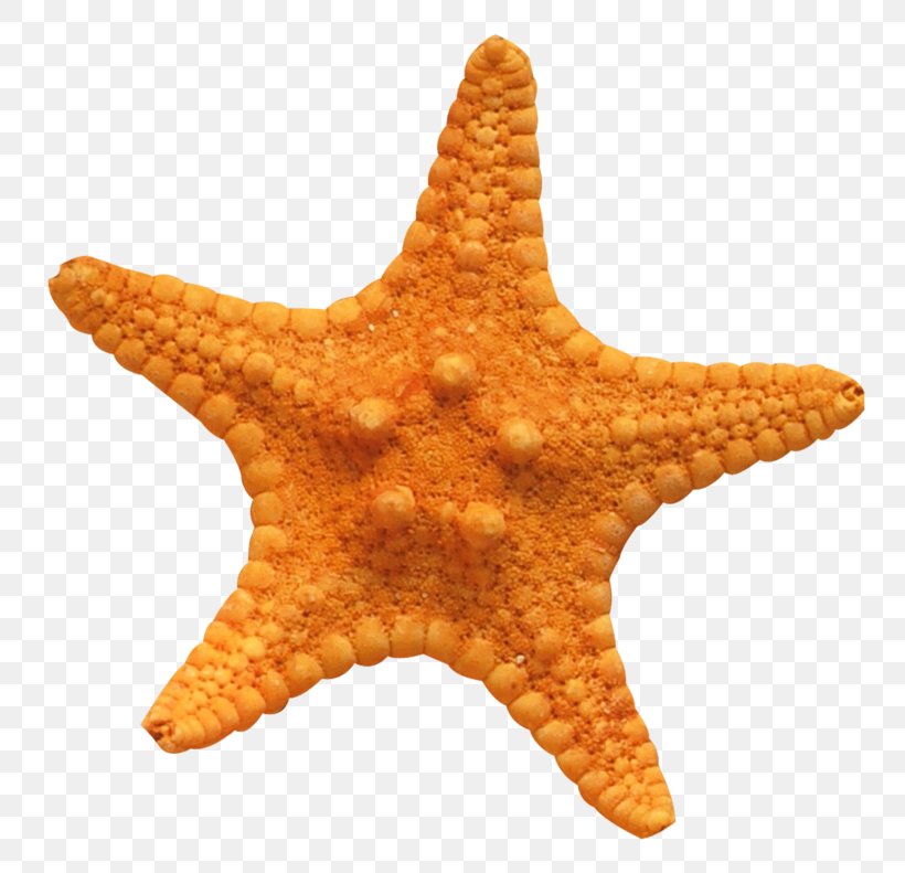 Starfish Seahorse Stock.xchng Stock Photography, PNG, 800x791px, Starfish, Color, Echinoderm, Invertebrate, Marine Invertebrates Download Free