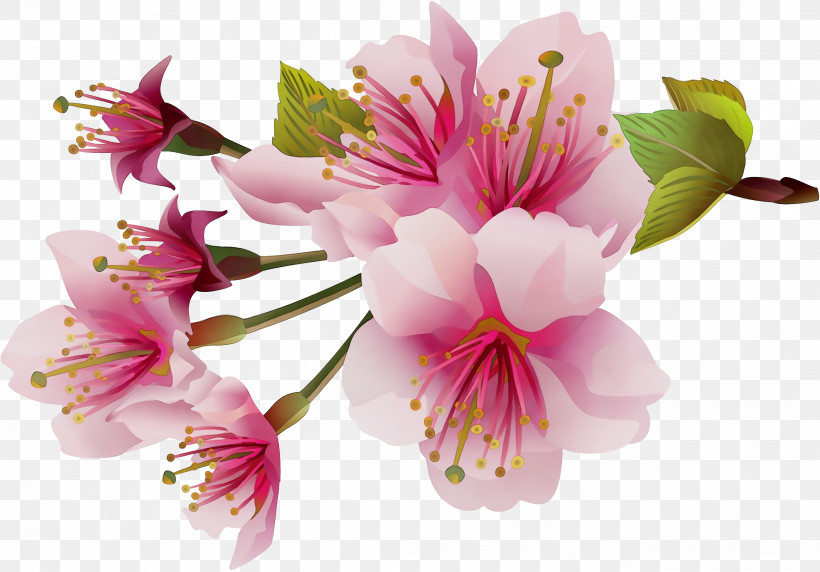 Cherry Blossom, PNG, 2632x1836px, Watercolor, Blossom, Cherry Blossom, Flower, Geranium Download Free