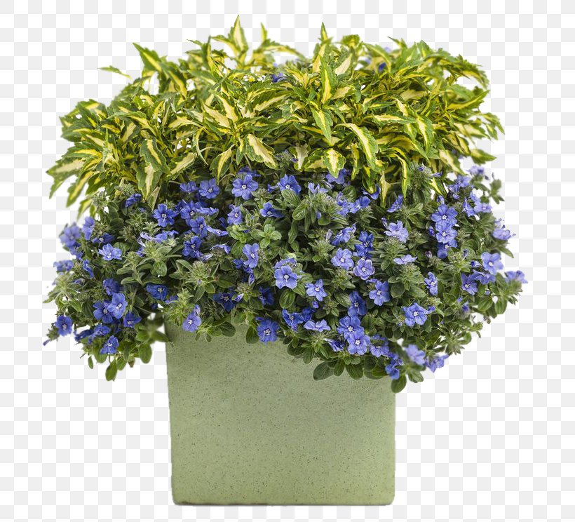 Evolvulus Glomeratus Flowerpot Blue, PNG, 736x744px, Evolvulus, Annual Plant, Artificial Flower, Blue, Cobalt Blue Download Free