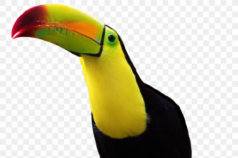 Feather, PNG, 1280x853px, Toucans, Beak, Biology, Birds, Feather Download Free