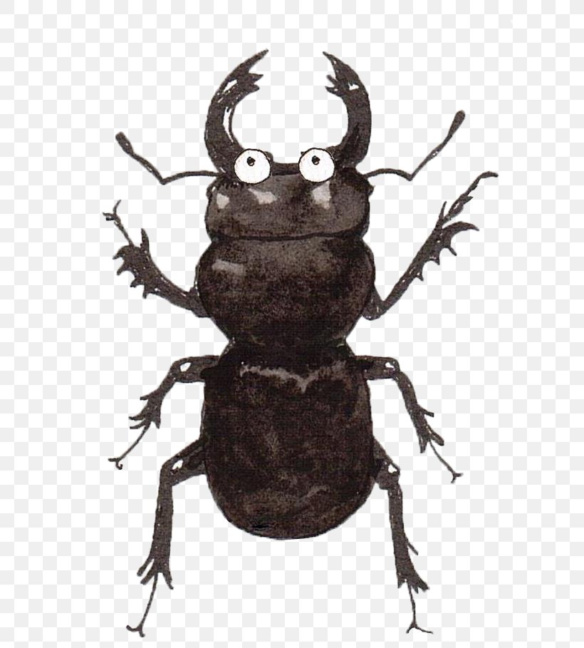 Japanese Rhinoceros Beetle Holarctic Pterostichus Elytron, PNG, 623x909px, Japanese Rhinoceros Beetle, Amphibian, Arthropod, Beetle, Biology Download Free