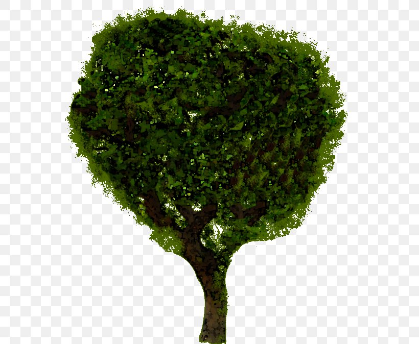 Shrub, PNG, 586x674px, Shrub, Branch, Grass, Plant, Tree Download Free
