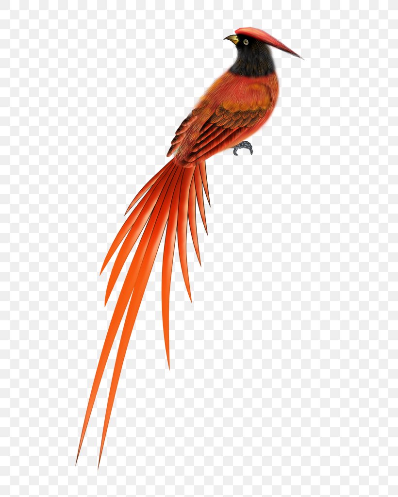 Songbird Golden Pheasant Clip Art, PNG, 724x1024px, Bird, Animal, Beak ...