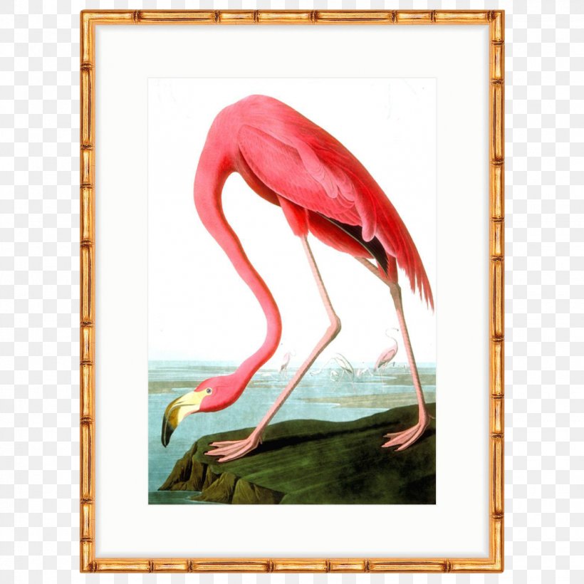 The Birds Of America American Flamingo National Audubon Society, PNG, 1566x1566px, Birds Of America, American Flamingo, Art, Beak, Bird Download Free